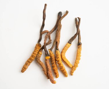Cordyceps ya da Ophiocordyceps sinensis mantar bitkisi beyaz arka planda ilaç olarak kullanılan mantardır..