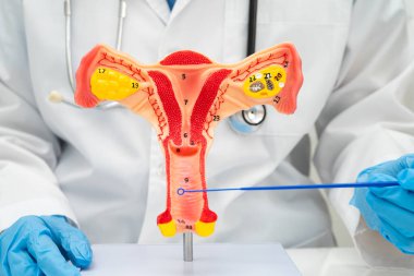 Vajinal ve rahim boynu sıvısı testi için rahmi tutan doktor doğum ve jinekolojiyi kontrol etti..