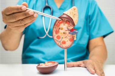 Kronik böbrek hastalığı, idrar sistemi, üroloji, tahmini küresel filtreleme oranı eGFR.