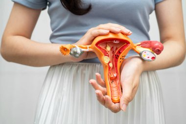 Rahim, Asyalı kadın insan anatomisi modeli tutuyor..
