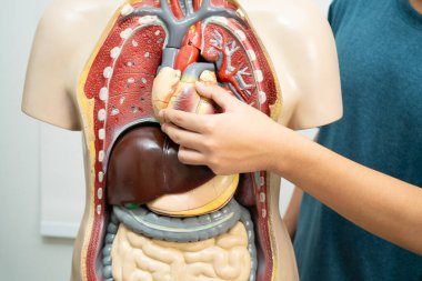 Öğrenci genç lisede insan vücut modeliyle anatomi biyolojisi öğreniyor..