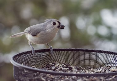 Tepeli baştankara, bir besleyici