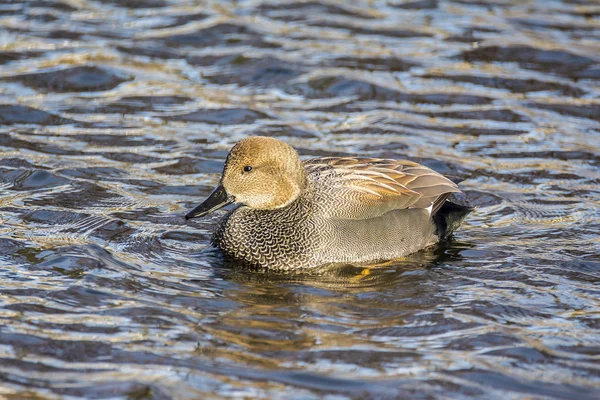 Gadwall anatra su un lago 0888 — Foto Stock