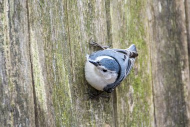 Beyaz kruvaze sıvacı kuşu