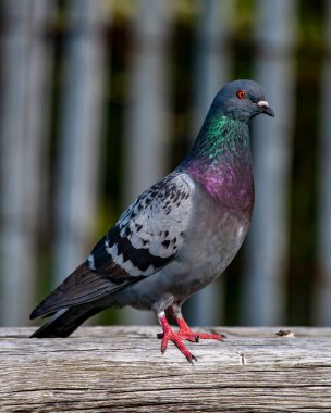 Güvercin ahşap bir çite tünemiş.