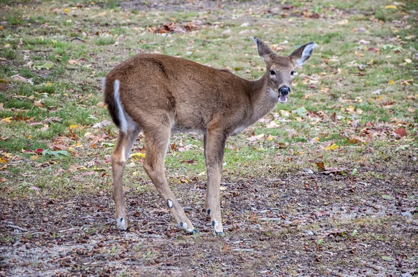 Deer 9352 — Stock Photo, Image