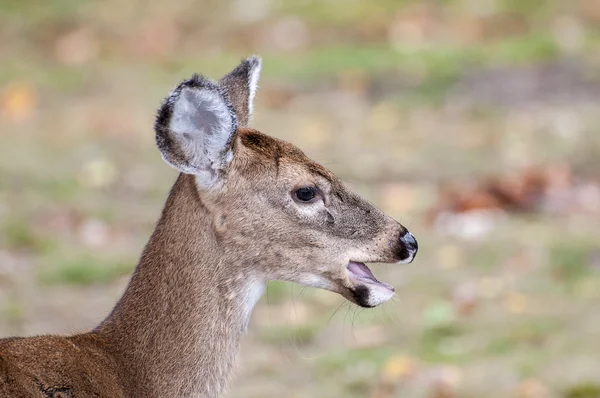 Rotwild 7701 — Stockfoto