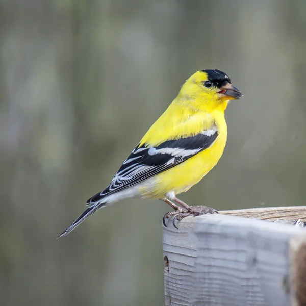 Yellowbird 6926 — Stock Photo, Image