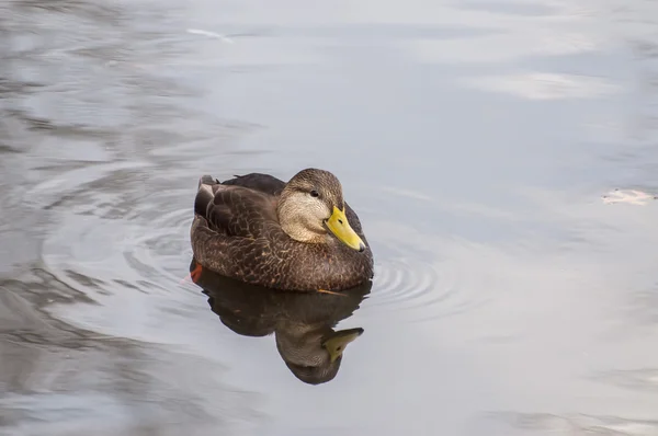 Mallard erkek — Stok fotoğraf