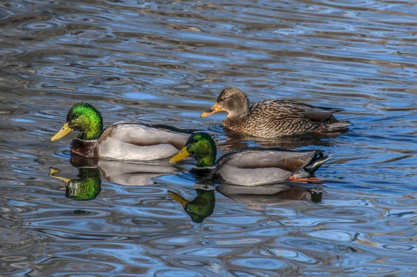 Compagnie des Deux — Photo