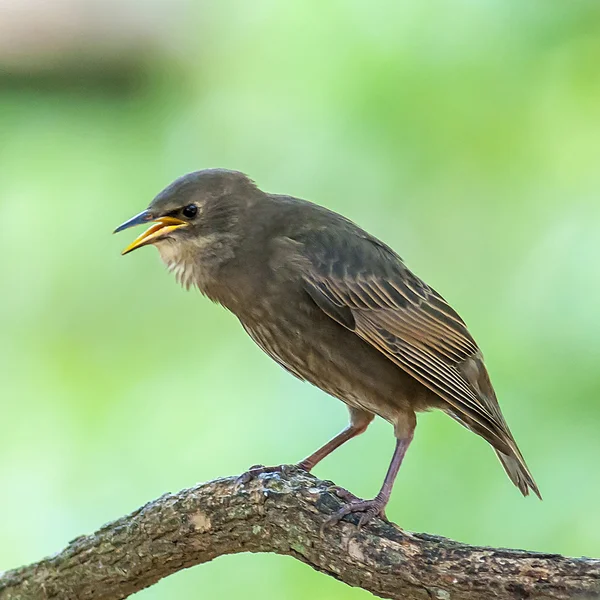 Füttern mich — Stockfoto