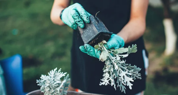 家で手袋を着用し、裏庭で働く鍋に花を移植白人女性 — ストック写真