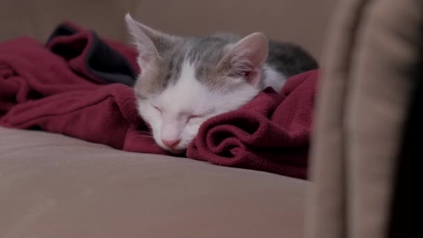 Líná čistá kočka spí v posteli na červeném kabátě, zatímco majitel to natáčí — Stock video