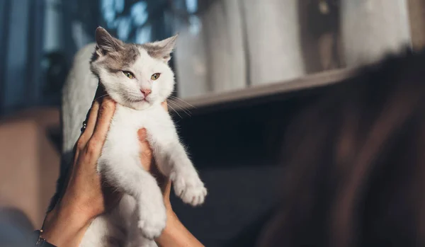 Kaukasische Frau hält ihre Katze und spielt mit ihr im Bett liegend in der Früh — Stockfoto