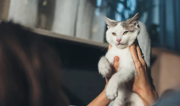 Nahaufnahme einer kaukasischen Frau, die ihre Katze in der Hand hält, während sie auf der Couch liegt und mit ihr spielt — Stockfoto