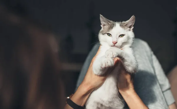 Kaukasische Frau liegt auf dem Sofa und hält eine weiße Katze in den Händen, die sie bewundert — Stockfoto