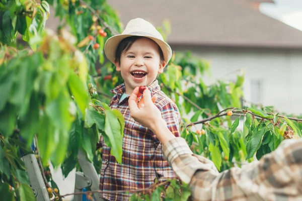 Liebenswerter Junge mit Hut lächelt, während Eltern ihm frische Kirschen vom Baum geben — Stockfoto
