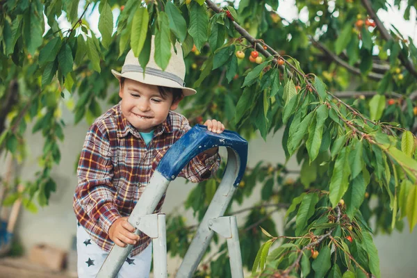 Kaukasischer kleiner Junge lächelt, während er mit einem schönen Hut Kirschen pflückt — Stockfoto