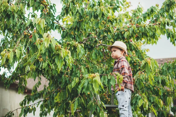 Foto von der Seite eines kleinen Jungen mit Hut, der Kirschen von einem Baum isst — Stockfoto