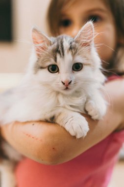 Genç beyaz kız pofuduk kedi yavrusuna sarılıyor küçük oturma odası arka planı, sıcak doğal ışık, nazik