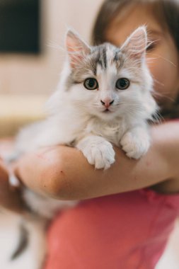 Tüylü kedi yavrusu doğrudan kameraya bakıyor. Keskin gözlü, bıyıklı, yumuşak pençeli bir portre.
