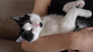 Siyah ve beyaz smokinli kedi beyaz kollarında dinleniyor. Yumuşak göbek, gevşek pençeler, yavaşça göz kırpma, kapalı masa arkası.,