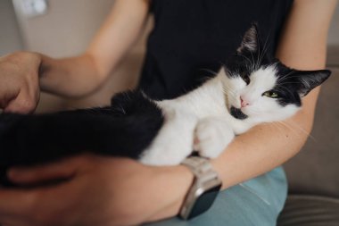 Kollarında dinlenen siyah beyaz kedi, sahibinin nazikçe masaj yapan pençesi, yumuşak kanepe ayarı, sıcak pencere ışığı