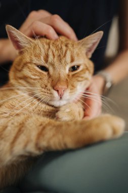 Sevecen Turuncu Tabby, Sevecen Portakal, Sevecen Sevimli Sevimli Portakal, Kapalı Kapalı Kapalı Kapalı Sinek
