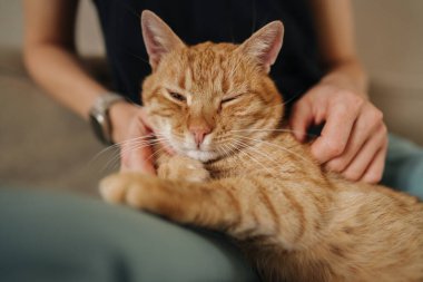 Kızıl Kedi Kucağında Uyuyor, Yumuşak Kürklü ve Kapalı Gözler, Nazikçe Sırtını Okşan Eller, Bileklerinde Bilezikler, Yaşayan