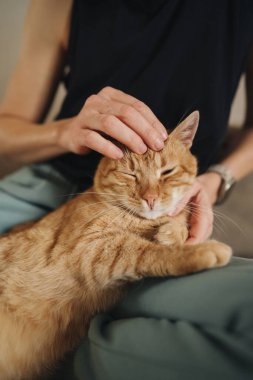 Eller okşayıcı kızıl kedi, hafifçe okşayıcı kafa üstü vuruşlar, gevşek gözler, kucak ayarı, kol saati görünür.,