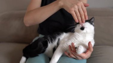 Kucağında siyah beyaz kedi, başını ve karnını okşayan insan, gevşemiş pençeler ve yavaşça yanıp sönen, yumuşak kanepe arka planı, narin