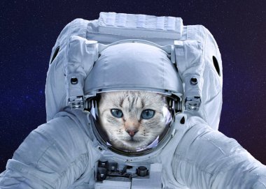 Uzaydaki bir astronotun uzay giysisi içindeki güzel beyaz kedi.