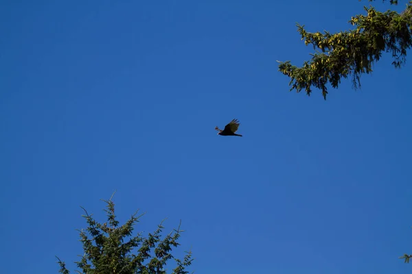 Türkiye Akbabası Ağaçların Arasından Uçuyor — Stok fotoğraf