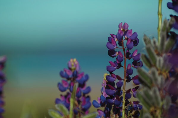 Purple lupins on the seashore