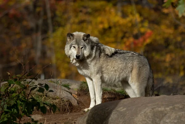 Ένας Μοναχικός Λύκος Από Ξύλο Γκρίζος Λύκος Canis Lupus Στέκεται — Φωτογραφία Αρχείου