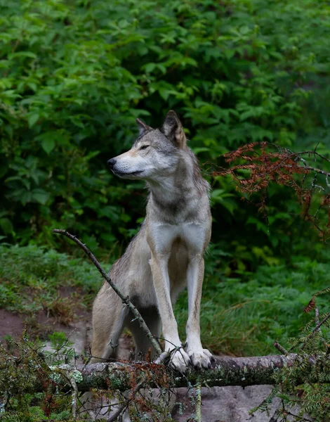 Lupo Legnoso Lupo Grigio Canis Lupus Seduto Una Scogliera Rocciosa — Foto Stock