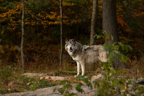 Dřevěný Vlk Nebo Šedý Vlk Canis Lupus Sedí Skalnatém Útesu — Stock fotografie