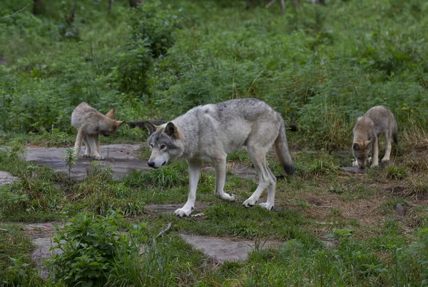 Lobo Maderero Lobo Gris Canis Lupus Sentado Acantilado Rocoso Verano —  Fotos de Stock