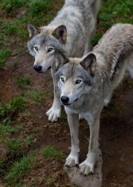 Два Лесных Волка Волчанка Серого Волка Стоящие Скалистом Утесе Летний — стоковое фото
