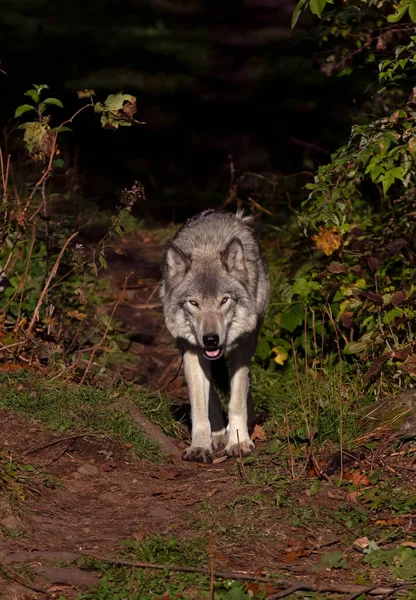 Lobo Solitário Madeira Lupus Grey Wolf Canis Penhasco Rochoso Dia — Fotografia de Stock