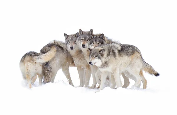 Timber Wolves Grey Wolves Canis Lupus Timber Wolf Pack Isolated — Stock Photo, Image