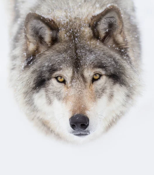 A lone Timber wolf or Grey Wolf Canis lupus isolated on white background in the winter snow looking at camera in Canada