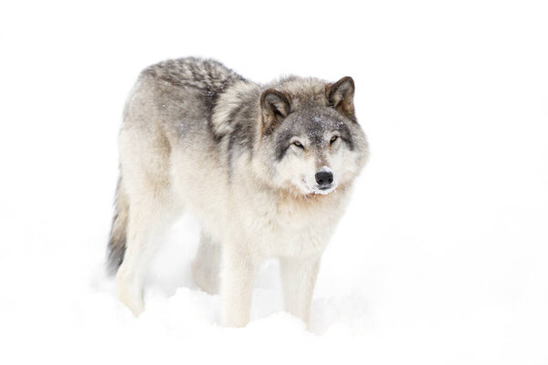 A lone Timber wolf or Grey Wolf Canis lupus isolated on white background in the winter snow looking at camera in Canada