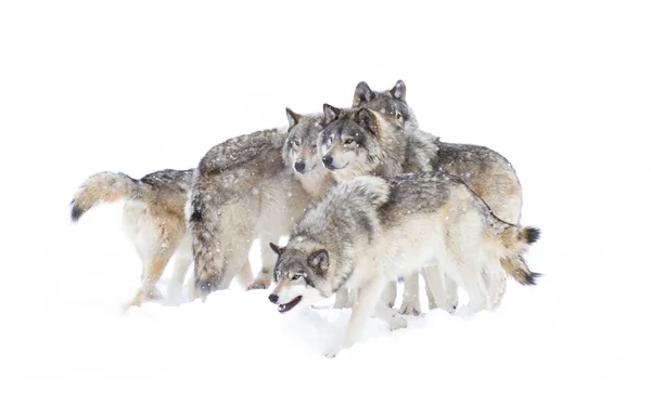 木材オオカミまたは灰色のオオカミカナダの雪の中で立っ白い背景に隔離されたカニスルパス木材オオカミパック — ストック写真