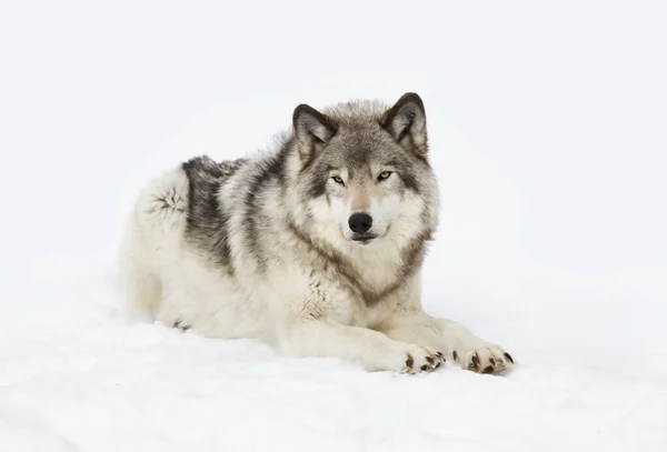 Een Eenzame Wolf Grijze Wolf Canis Lupus Geïsoleerd Witte Achtergrond — Stockfoto