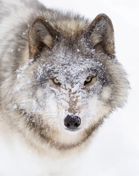 Ένας Μοναχικός Λύκος Γκρίζος Λύκος Canis Λύκος Πορτρέτο Closeup Χιόνι — Φωτογραφία Αρχείου