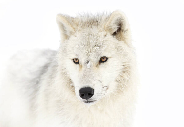 Arctic wolf closeup in the winter snow in Canada