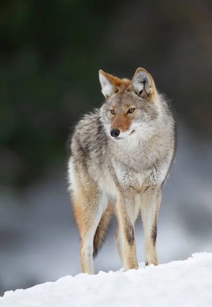 Portret Van Een Coyote Wandelen Jagen Wintersneeuw Canada — Stockfoto