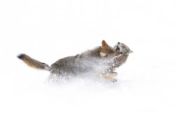 Két Prérifarkas Canis Latrans Elszigetelt Fehér Háttér Harcol Téli Kanadában — Stock Fotó