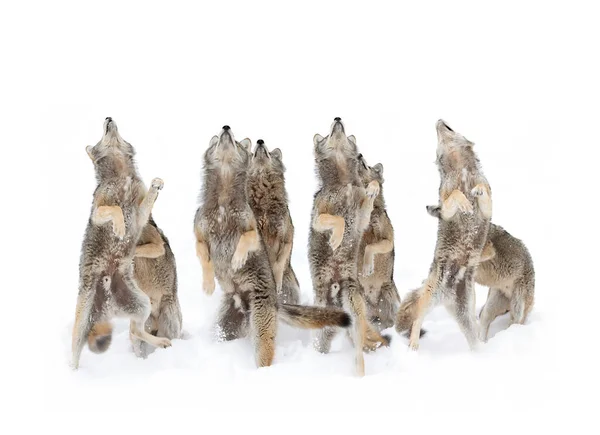 Coyotes Canis Latrans Geïsoleerd Witte Achtergrond Dansen Winter Sneeuw Canada — Stockfoto